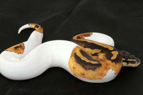 1410piebald08f1-7