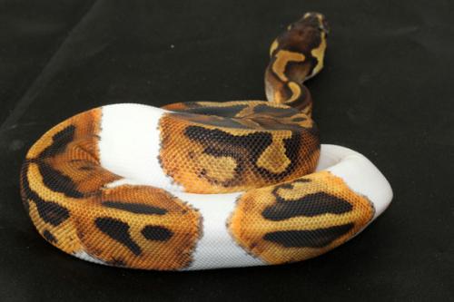 1410piebald14f7-7