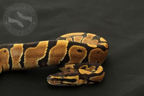 1410vanhhypo02f2-10