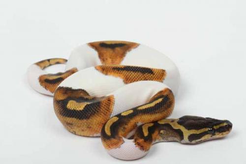 1610piebald05f6-6