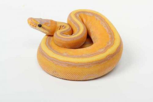 1707banstripe01f3-3