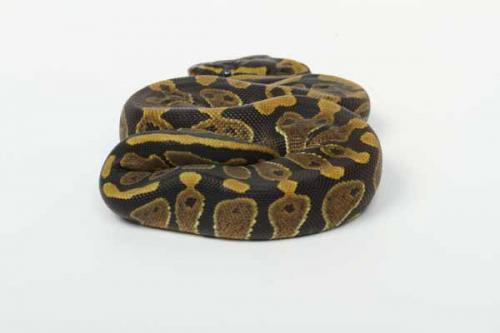 1707hpiebald01f2-6