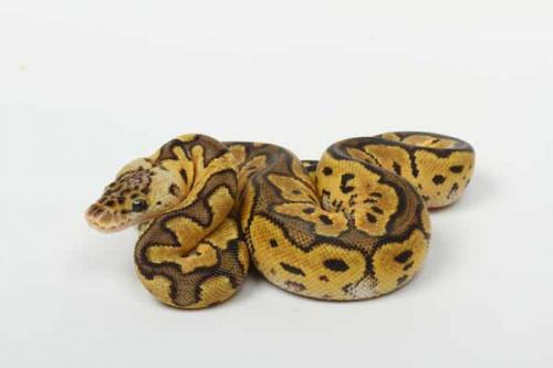 1707pastclown01f4-7
