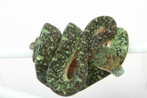 1708designer08x5-11