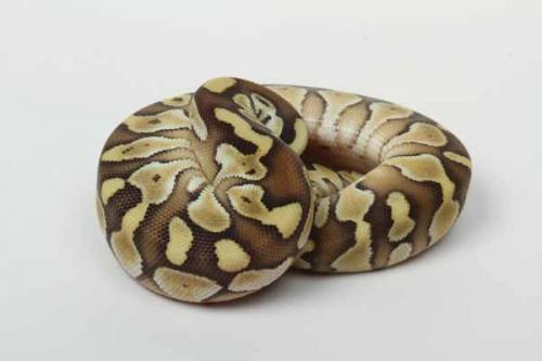 1708lesser01f3-5