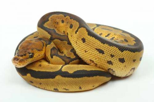 1709clown03f3-6