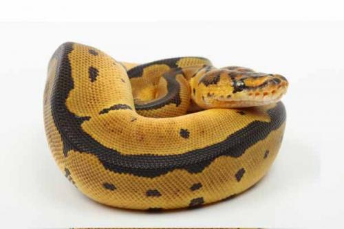 1709clown03m1-6