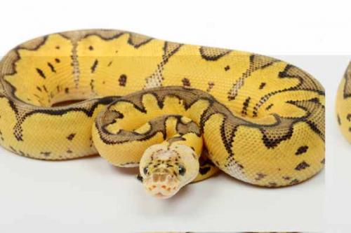 1709pastclown05f6-6