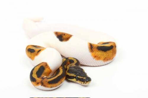 1710piebald09m2-7