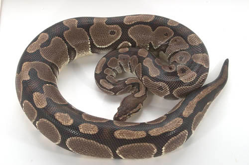 9505norm09f