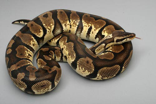 9806pastel01f