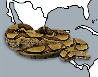 boa constrictor