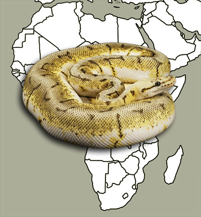 ball python