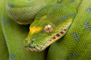 green tree pythons