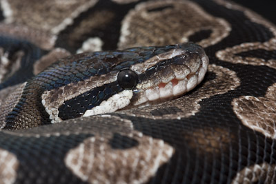 ball python