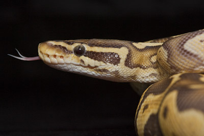 ball python