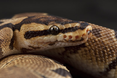 ball python