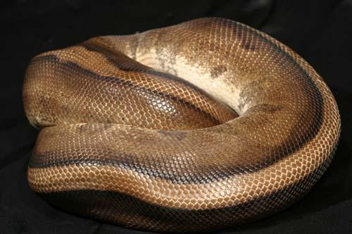 0005gstripe01m1-2