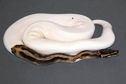 0010piebald02m