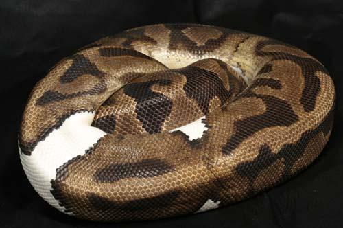 0011piebald01m