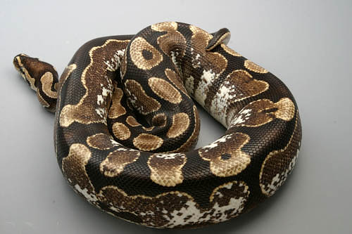 0103calico01m
