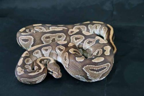 0109mojave07f2-2