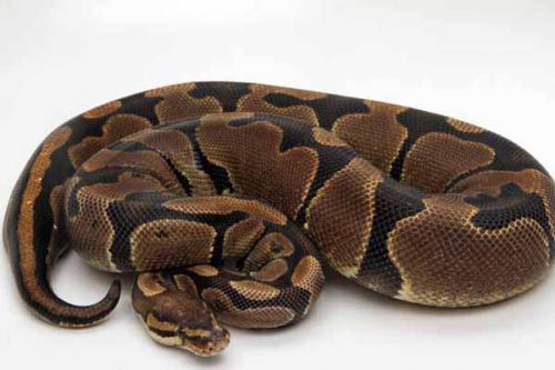 0305banded04f