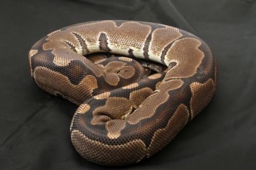 0503normal20f
