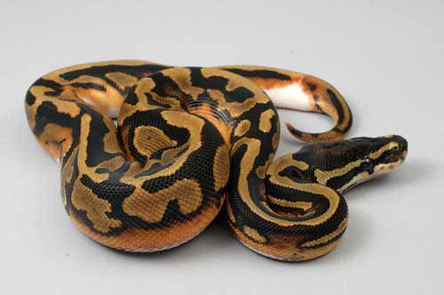 0507piebald01f4-6