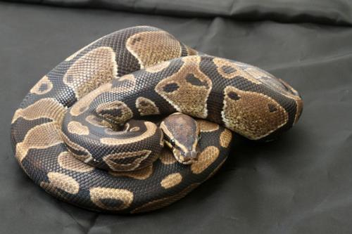 0508dbhaxpied02m2-7