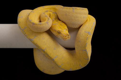 0706canary03x3-4