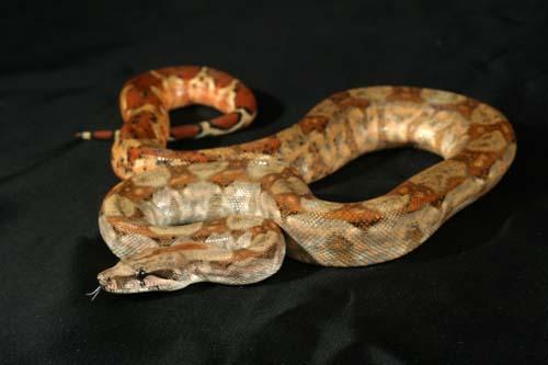 0806hyphanry04f4-8