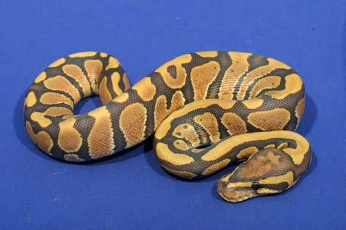 0808hypophaxan01m3-3