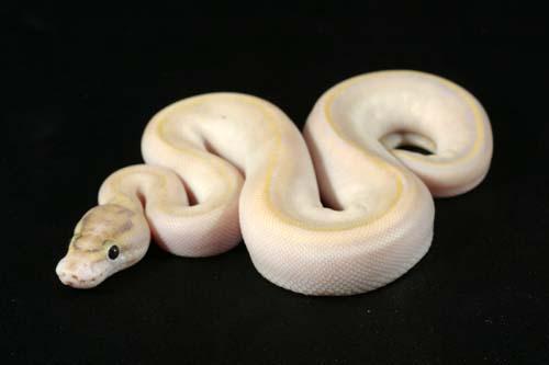 0906ivory01f3-4