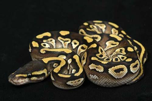 0906mojave01f5-8