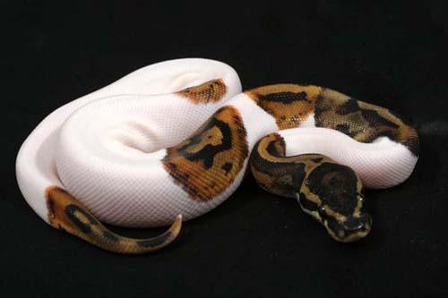 0906piebald01m1-4