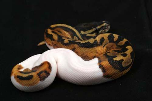 0906piebald02m2-4