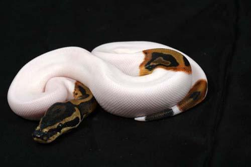 0906piebald03m3-4