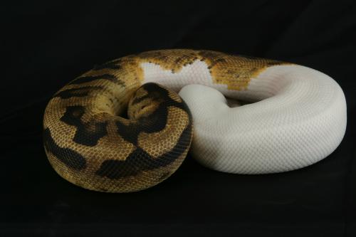 0906piebald20m