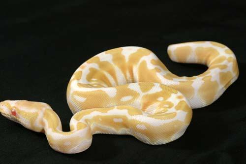 0907albino01f2-3