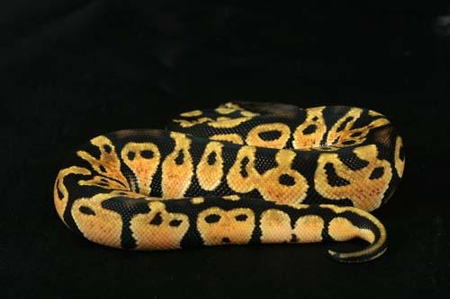 0907pastel01m1-6
