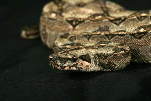 0908hleopard11f19-21