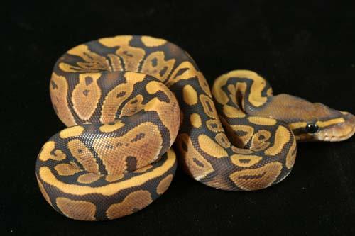 0908hypo01f3-7