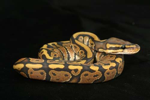 0908hypo04m2-7