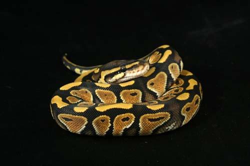 0908mocha03f2-7