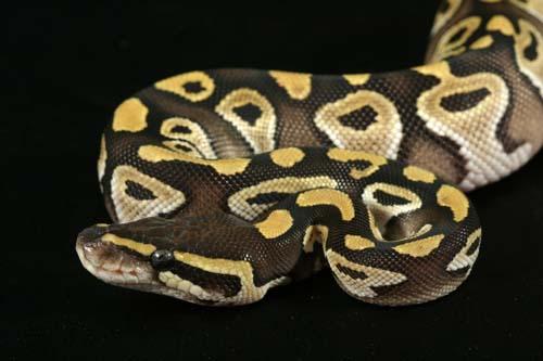 0908mojave04f5-7