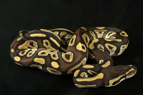 0908mojave05f6-7