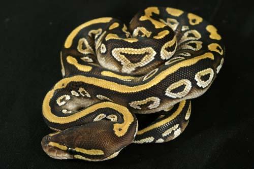 0908mojave06f6-9