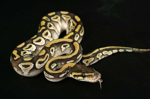 0908mojave07f7-9