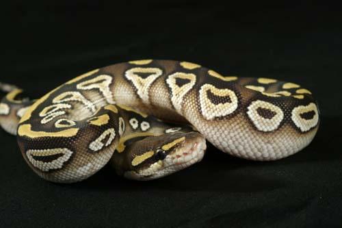 0908mojave09f9-9